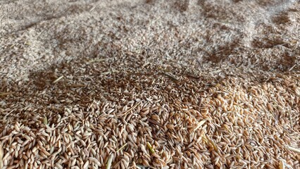 Rice husk texture in bulk, ideal for agriculture visuals, organic materials, farming education, and...