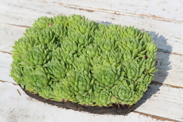 Jovibarba sobolifera rojownik pospolity rojniczek samoroda