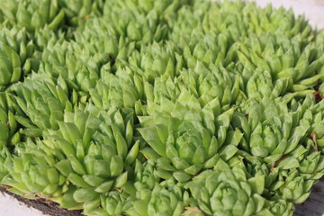 Jovibarba sobolifera rojownik pospolity rojniczek samoroda