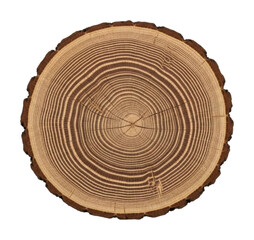 Fototapeta premium Tree ring patterns forest nature organic growth isolated on transparent background