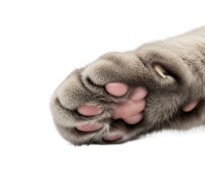 Playful cat paw cute animal isolated on transparent background