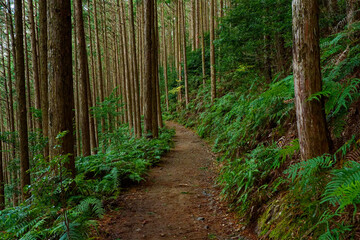 Fototapeta premium 熊野古道