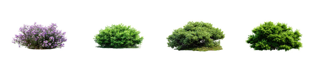 Collection of vibrant green foliage bushes and a beautiful purple flowering shrub for landscape design, architectural visualizations, or digital compositions