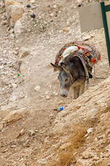 donkey on the mountain