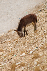 baby donkey on the mountain
