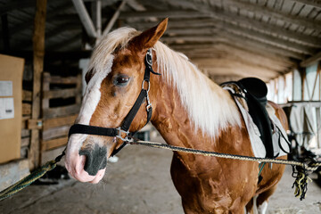Saddled chestnut horse standing calmly inside rustic stable with natural light