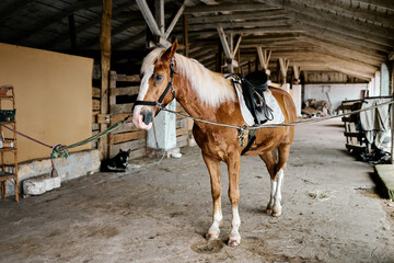 Saddled chestnut horse standing in rustic stable aisle, tied and resting calmly