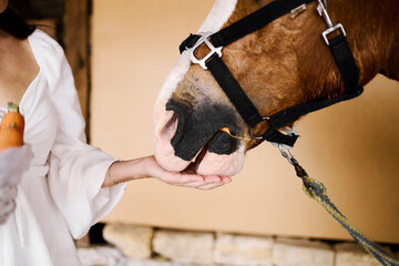 Woman hand-feeding carrot to saddled horse inside stable, close-up interaction moment