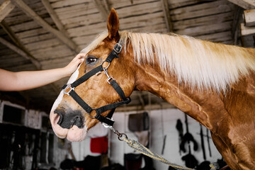 Woman gently touching horse head in stable, close-up portrait showing trust