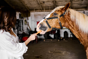 Woman feeding horse inside stable showing gentle bond and animal care trust