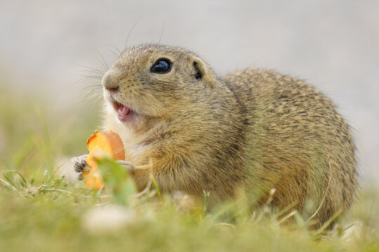 A dynamic and expressive close-up portrait of a European Ground Squirrel [Spermophilus citellus] enthusiastically eating a piece of orange carrot, captured with its mouth open.