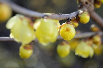 日本の初春の花、ロウバイ