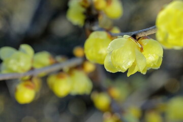 日本の初春の花、ロウバイ