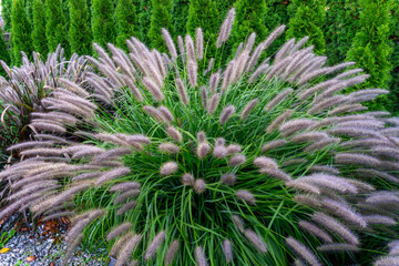 Japanese fountain grass with fluffy plumes growing in dense clump as ornamental plant in garden setting