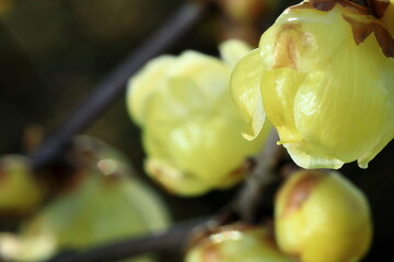 日本の初春の花、ロウバイ