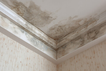 Ceiling corner with moisture damage and mold