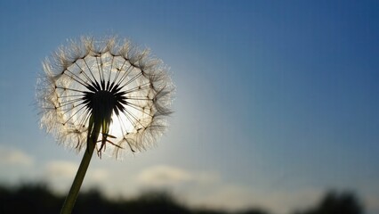A close-up of a dandelion seed head illuminated by sunlight against a clear blue sky. The delicate seeds are ready to disperse in the wind.