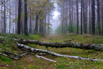 Fallen birch trees across forest path in misty pine woodland creating raw autumn natural landscape