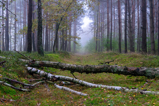 Fallen birch trees across forest path in misty pine woodland creating raw autumn natural landscape - Powered by Adobe