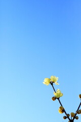 日本の初春の花、ロウバイ