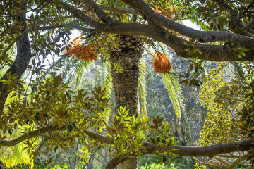 Caoutchouc et palmier