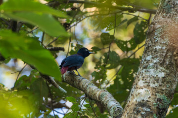 Maroon Oriole perched on a branch, rich chestnut and black plumage glowing in natural light, capturing the elegance of a tropical forest bird in its serene natural habitat.
