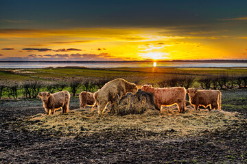 Sunset With A Herd Of Cattle Eating Hay In A Quiet Open Farm Field At Dusk. Kelst, Esbjerg, Denmark