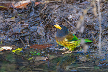 Great Barbet drinking water from a quiet forest pond, vibrant green plumage reflected on the surface, capturing a peaceful moment of Himalayan birdlife in natural habitat.