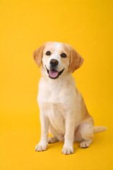 A happy yellow labrador retriever sitting on a bright yellow background