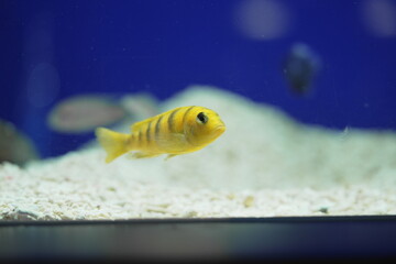 水槽を泳ぐゴールデンゼブラシクリッド