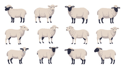 A collection of twelve cartoon illustrations of sheep with black faces and legs, standing in profile.