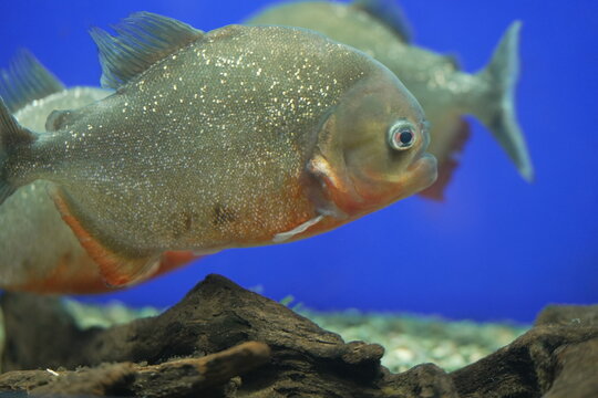  piranha