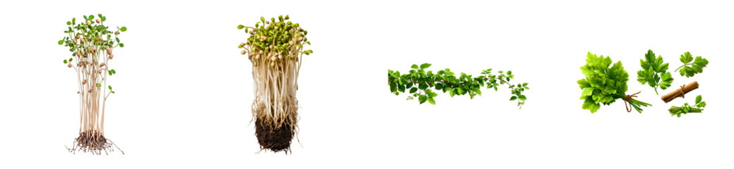 Obraz premium Vibrant plant collection featuring fresh sprouts with visible roots, lush green leafy branches, and aromatic parsley herb bundles, ideal for healthy eating and natural ingredient themes