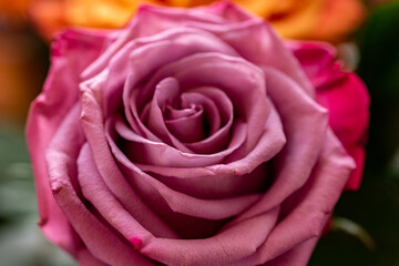 beautiful violet pink blossomed rose 