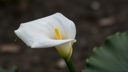 Calla Lily Close-Up