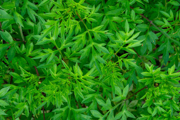 Full Frame of Cosmos Caudatus Plant Growing in Garden, Medicine and Sustainability Concept