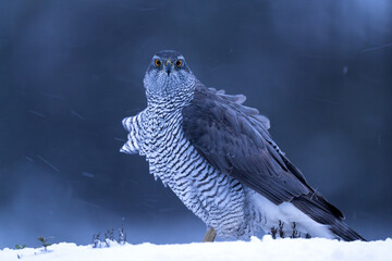 Northern goshawk on snow at dawn with snowy forest background