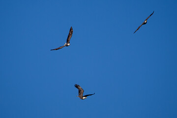 Obraz premium birds in the sky