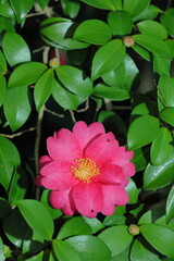 日本の冬に咲いたサザンカ