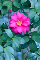 日本の冬に咲いたサザンカ