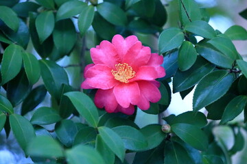 日本の冬に咲いたサザンカ