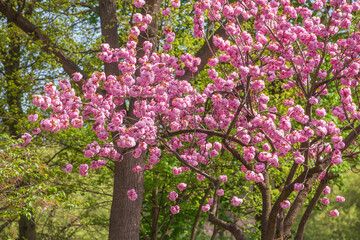 Rosa Kirschbl&uuml;ten auf  Baumzweigen im Fr&uuml;hling, Deutschland