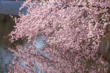 Rosa Kirschbl&uuml;ten auf  Baumzweigen im Fr&uuml;hling, Deutschland