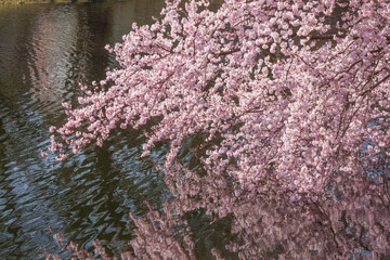 Rosa Kirschbl&uuml;ten auf  Baumzweigen im Fr&uuml;hling, Deutschland
