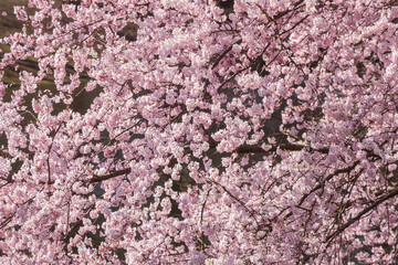 Rosa Kirschbl&uuml;ten auf  Baumzweigen im Fr&uuml;hling, Deutschland