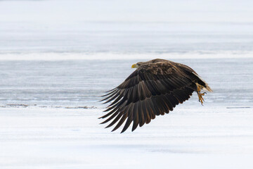 Bielik Haliaeetus albicilla, white-tailed eagle