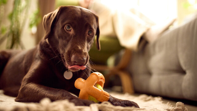 Brown labrador lying with toy at home. Concept of pet product advertising, dog toy promotion, calm playtime behavior, everyday pet lifestyle content and home pet care marketing.