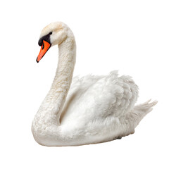 Fototapeta premium White mute swan gracefully swimming on black and white backgrounds
