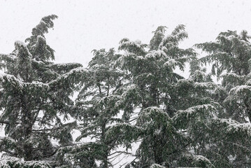 Firs covered by snow during winter storm as background