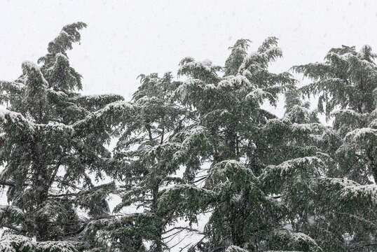 Firs covered by snow during winter storm as background